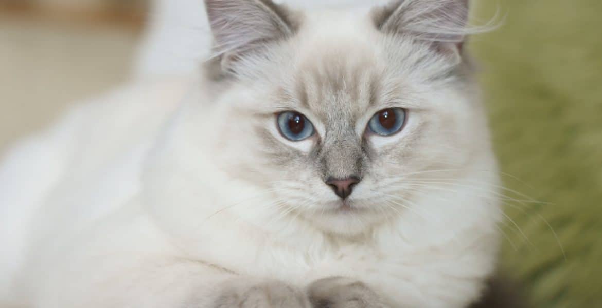 Ragdoll Cat Breed