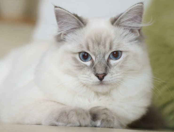 Ragdoll Cat Breed