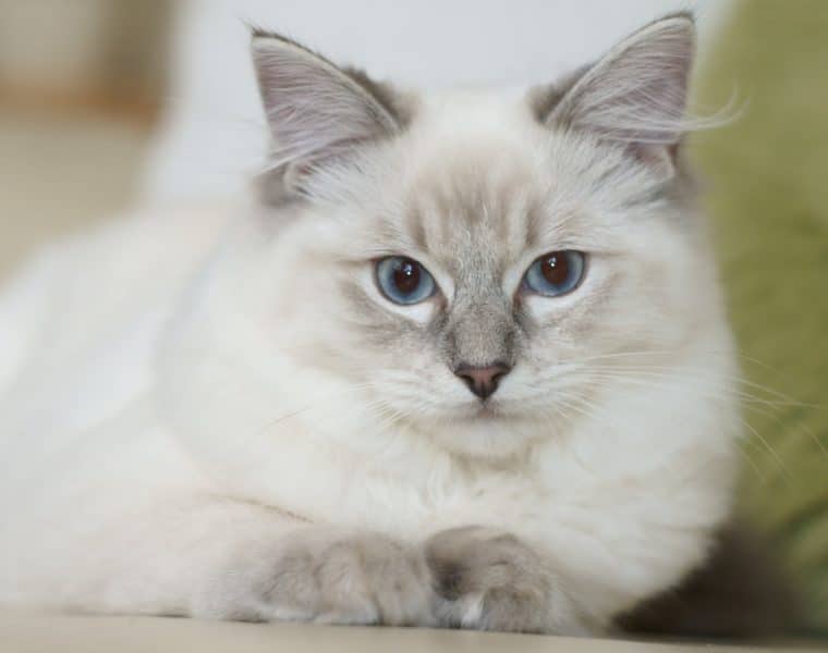 Ragdoll Cat Breed