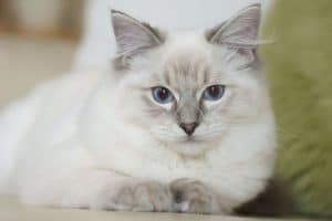 Ragdoll Kitten