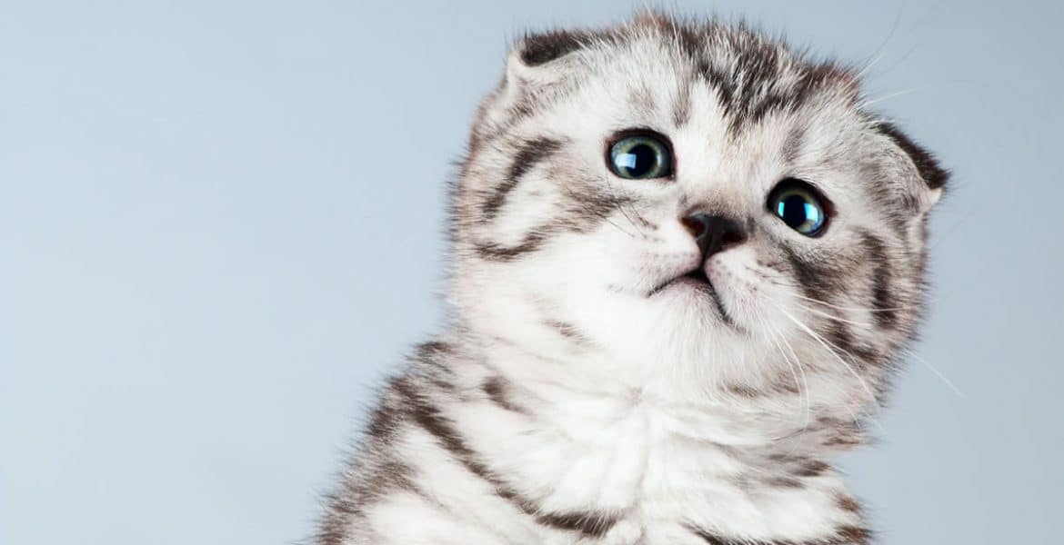 Scottish Fold Cat