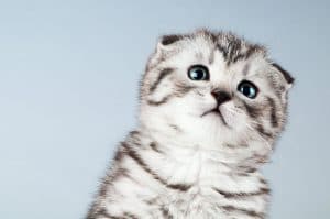 Scottish Fold Cat