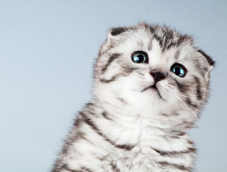 Scottish Fold Cat