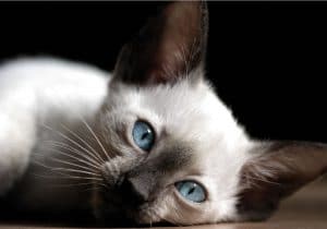 Siamese Cat