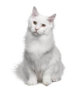 Turkish Angora