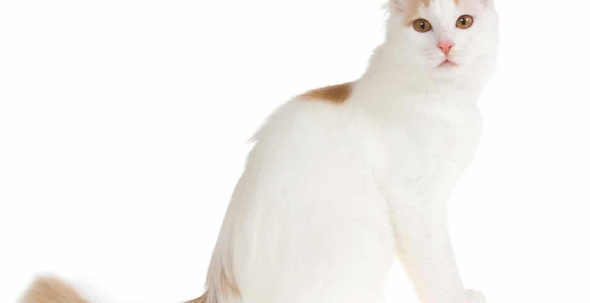 Turkish Van