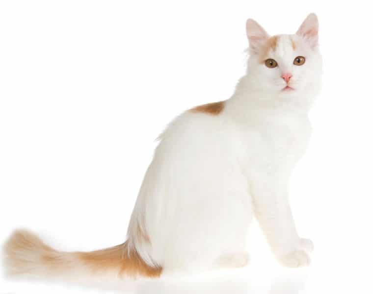 Turkish Van