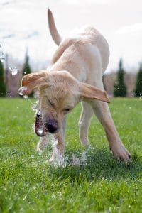 Dog playing with water