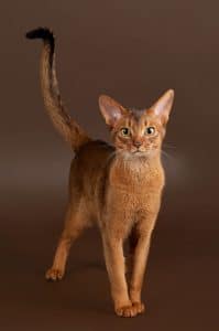 Abyssinian Cat