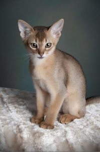 Abyssinian Kitten