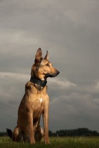 Belgian Shepherd