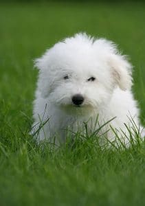 Bichon Frise Puppy