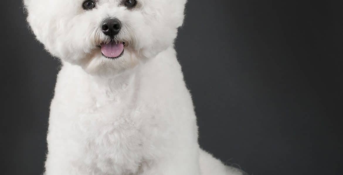 Bichon Frise