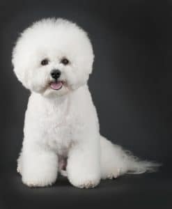 Bichon Frise