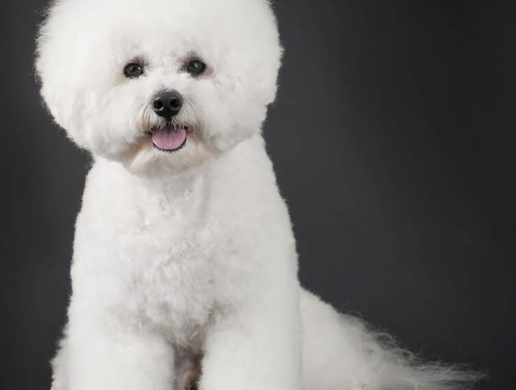 Bichon Frise