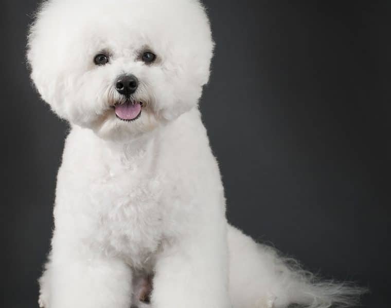 Bichon Frise