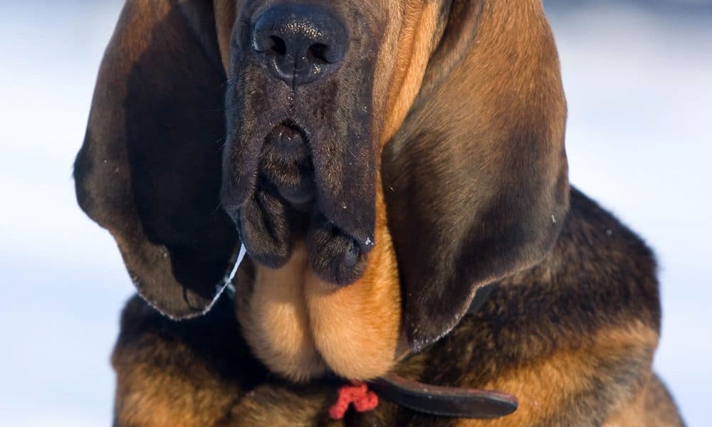 Bloodhound