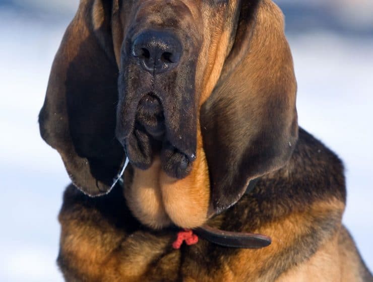 Bloodhound