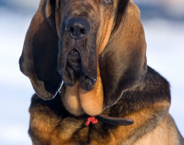 Bloodhound