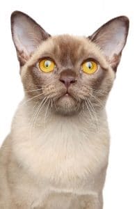 Burmese Cat