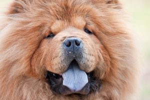 Chow Chow Closeup