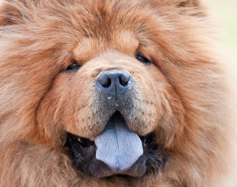 Chow Chow Closeup