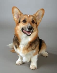 Corgi Portrait