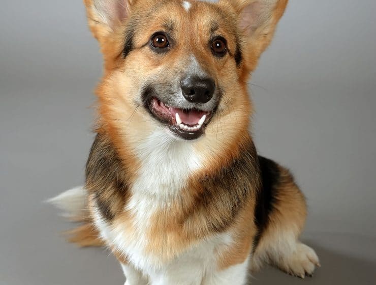 Corgi Portrait