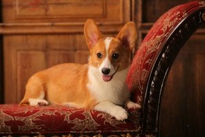 Corgi on a Chair