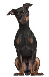 Miniature Pinscher