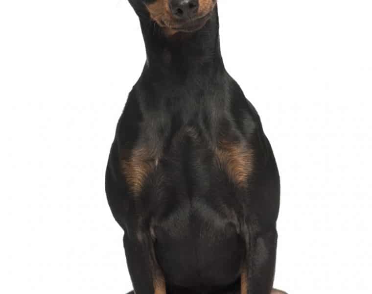 Miniature Pinscher