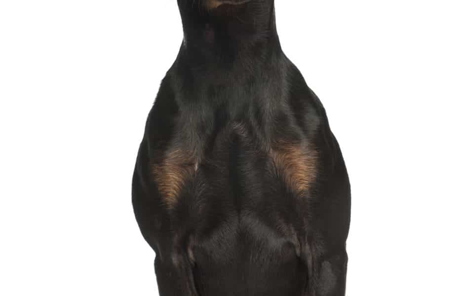 Miniature Pinscher