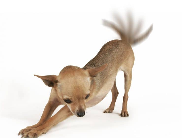 A Waggy Tail