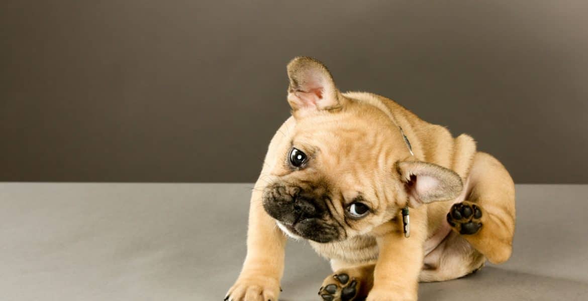 Bulldog Scratching Ear