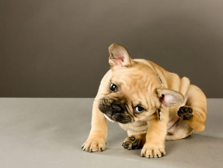 Bulldog Scratching Ear