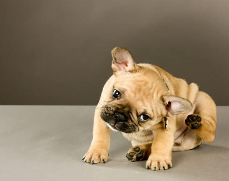 Bulldog Scratching Ear