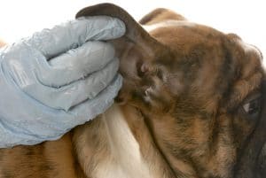 Ear mites in dogs