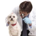 Ear mites in dogs