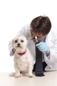 Ear mites in dogs