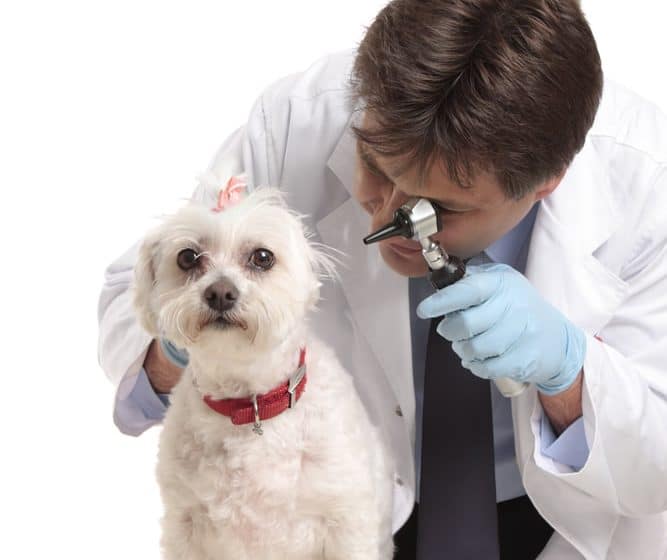 Ear mites in dogs
