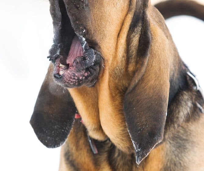 Why do dogs howl?