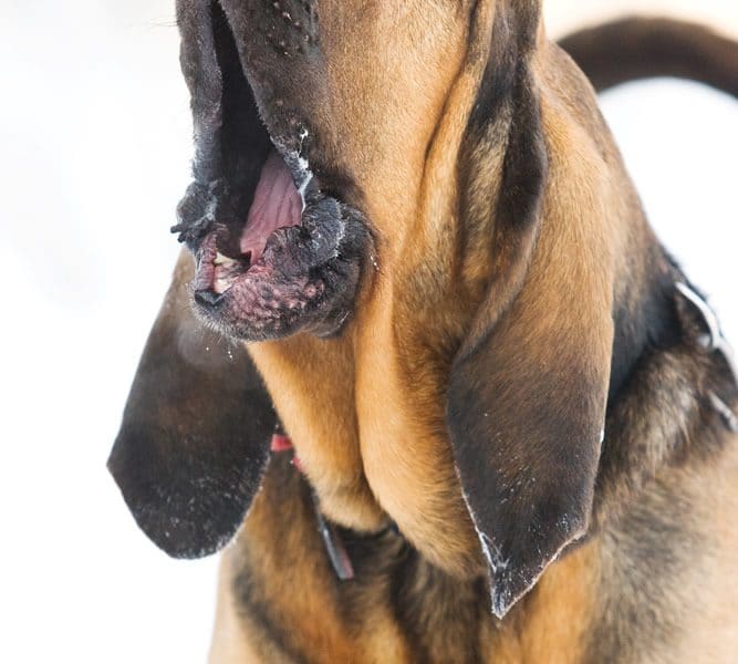 Why do dogs howl?