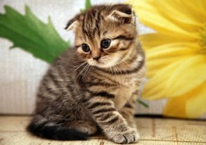 Scottish Fold Cat