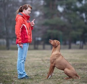 Teaching dogs the sit command