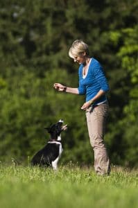 Teaching your dog to sit