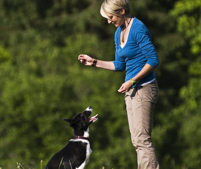 Teaching your dog to sit