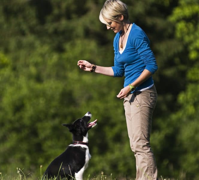 Teaching your dog to sit