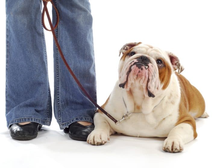 Teaching your dog to lie down