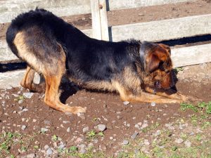 Why Do Dogs Bury Bones?