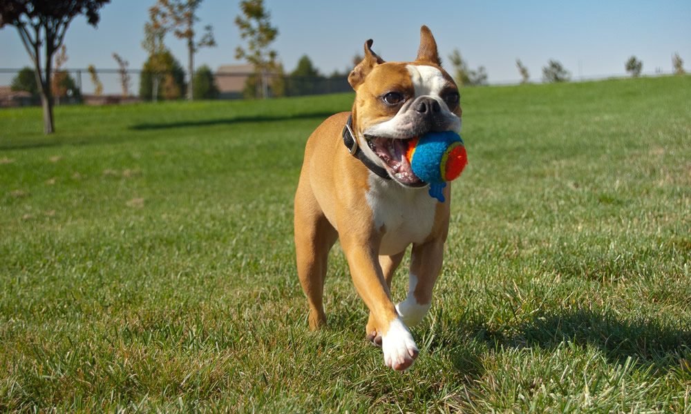 Playing fetch with your dog